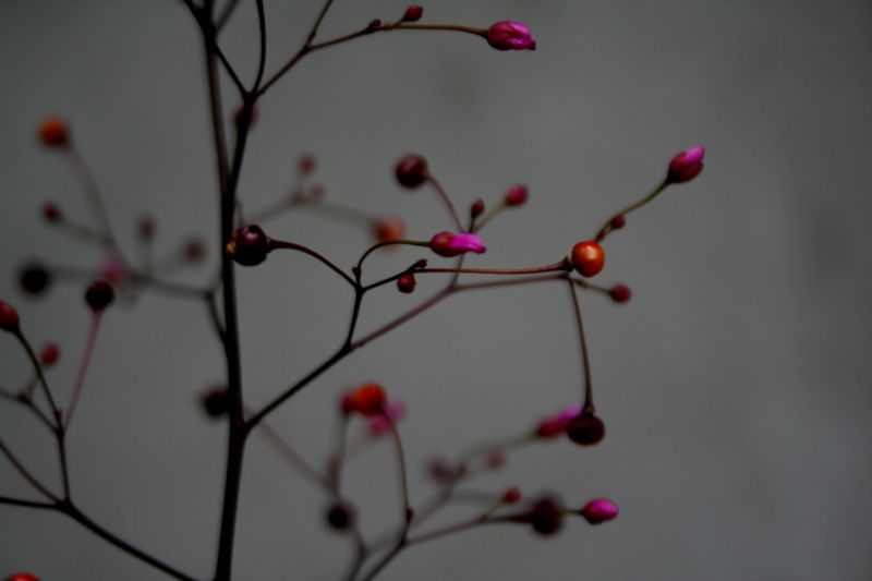 sfuggita da un giardino: Talinum paniculatum